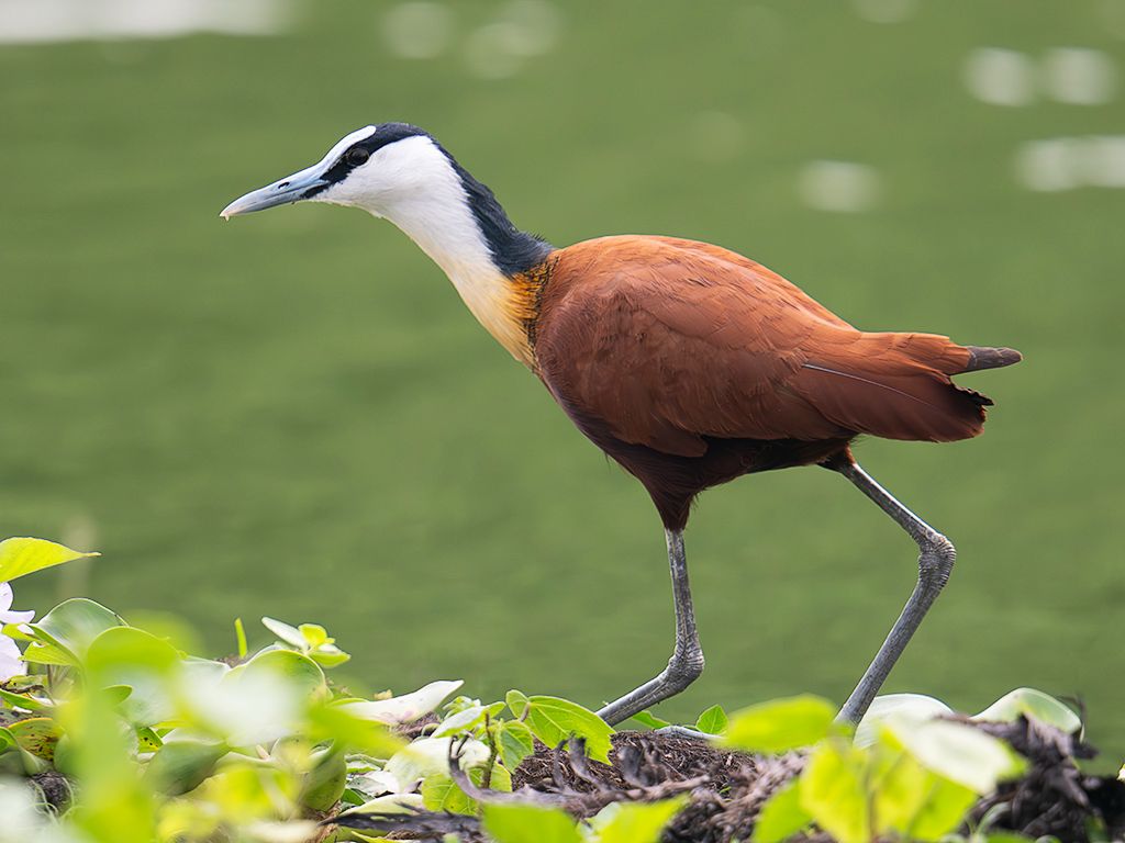 Jacana africana