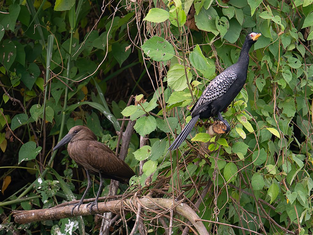 Cormorán y ave cabeza de martillo