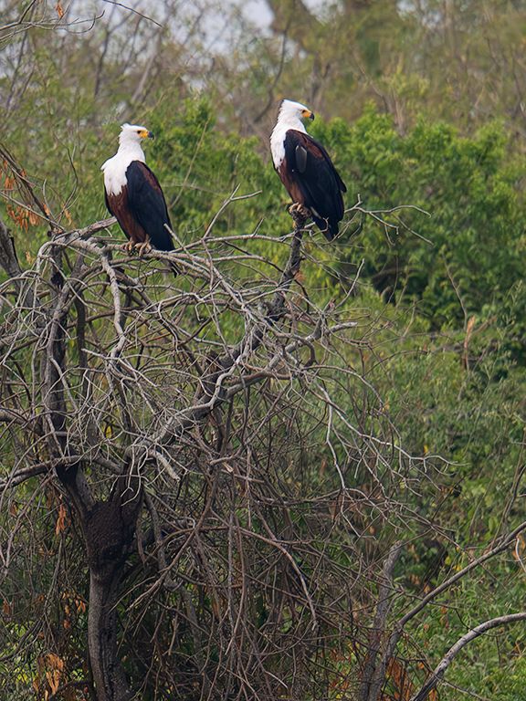 Pigargos vocingleros