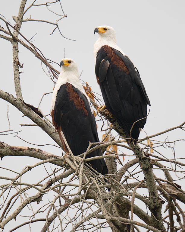 Pigargos vocingleros