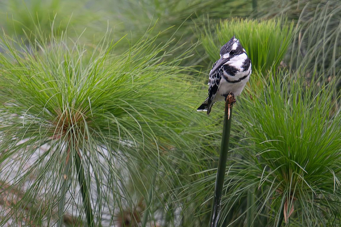 Martín pescador pío