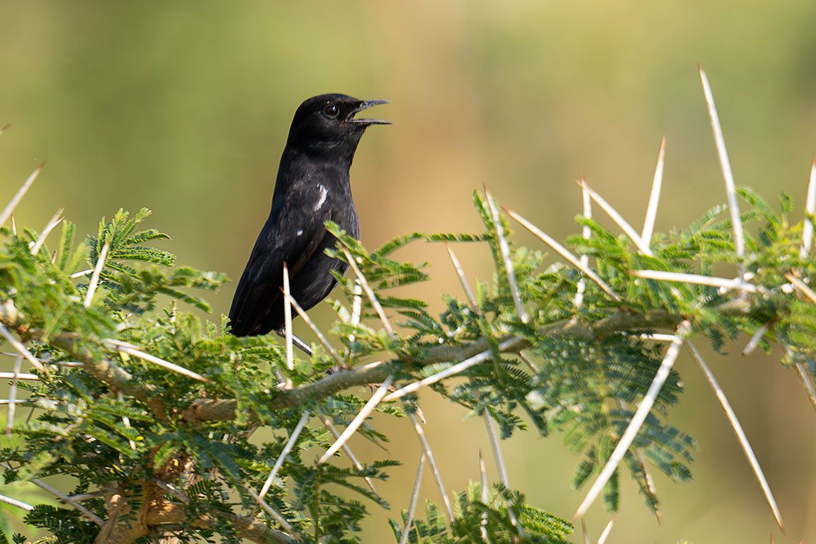 Pájaro cantor africano
