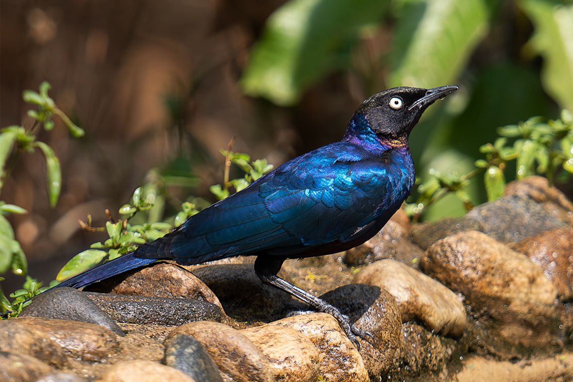 Estornino de Ruppell