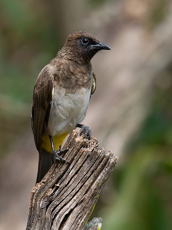 Bulbul común