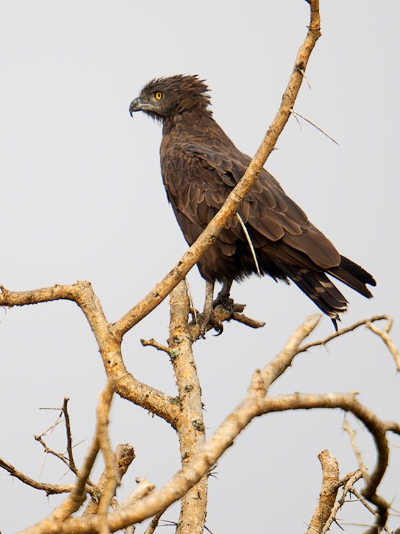 Águila culebrera sombría