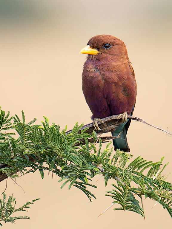 Carraca de pico gordo