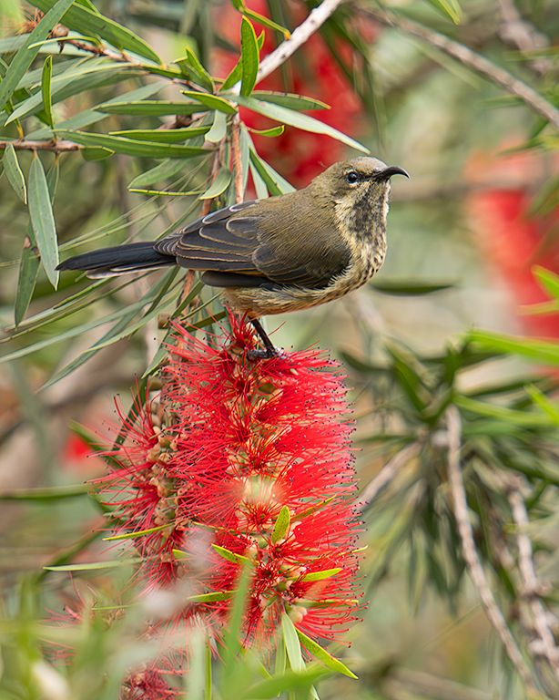 Sunbird