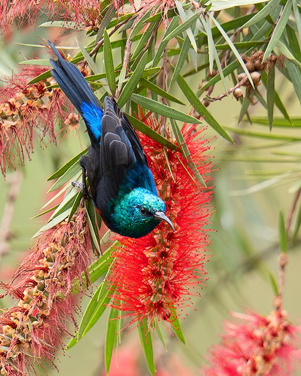 Sunbird