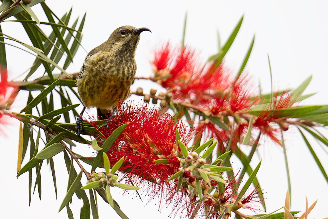 Sunbird