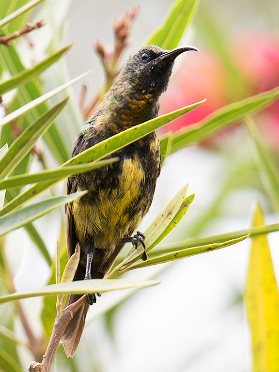 Sunbird