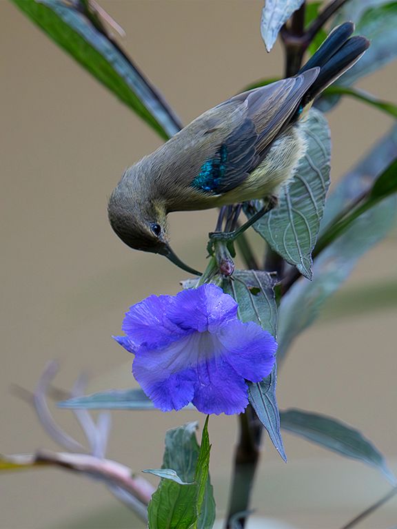 Sunbird