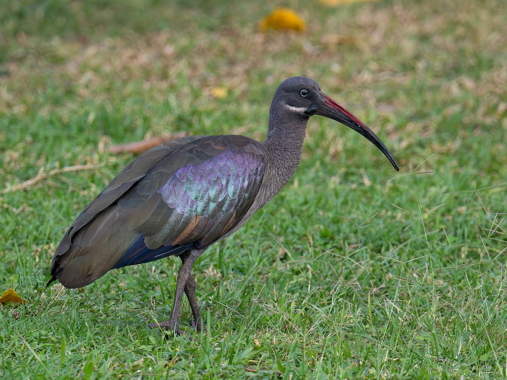 Ibis hadada