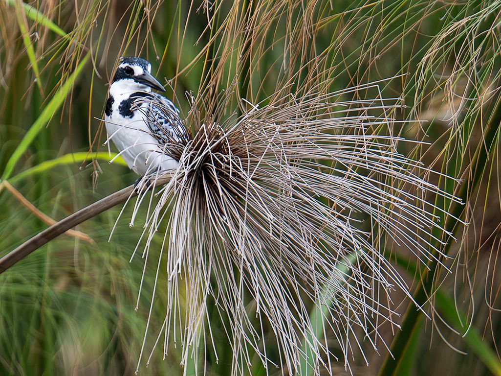Martín pescador pío