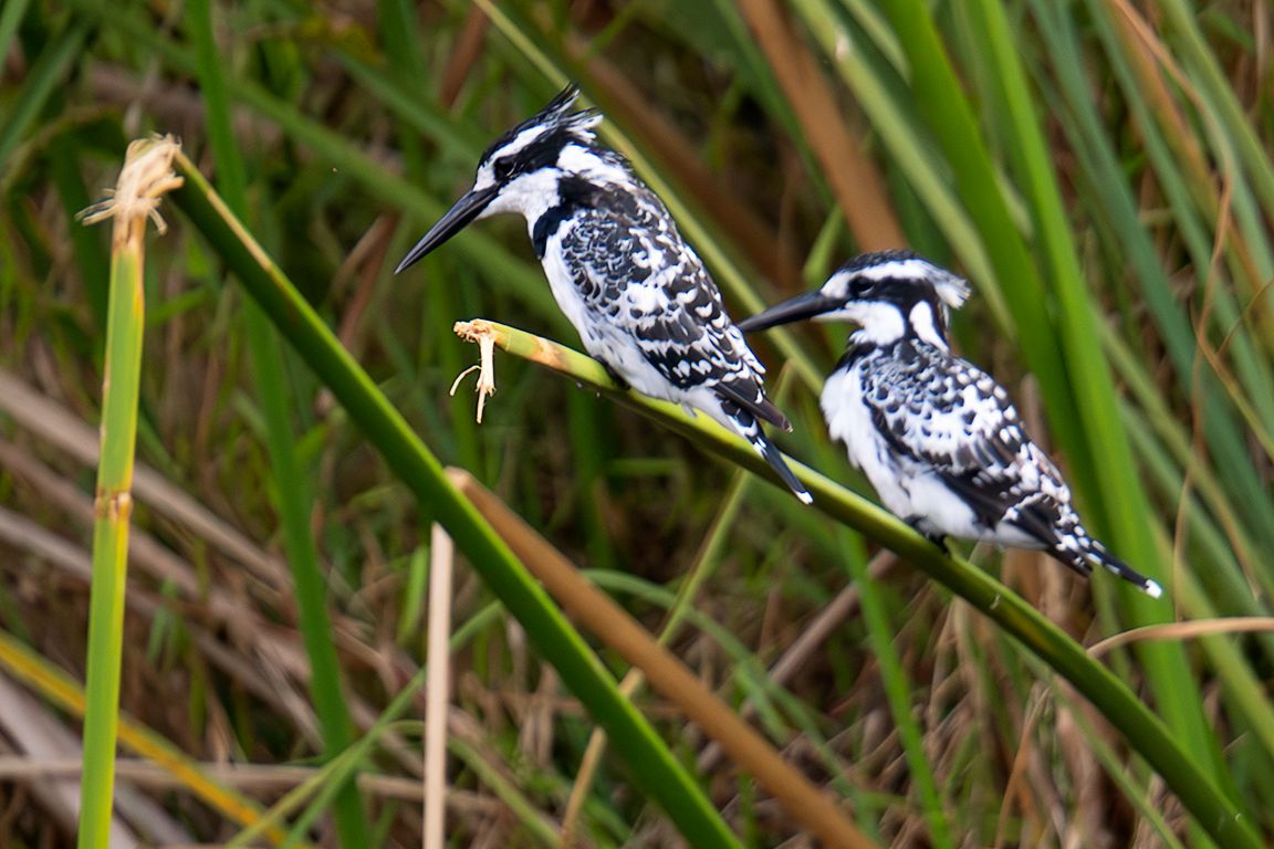 Martín pescador pío