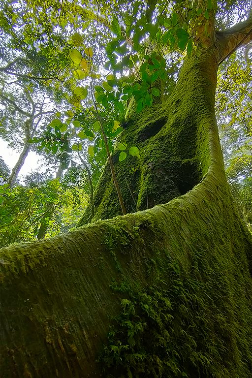 Magníficos algunos árboles
