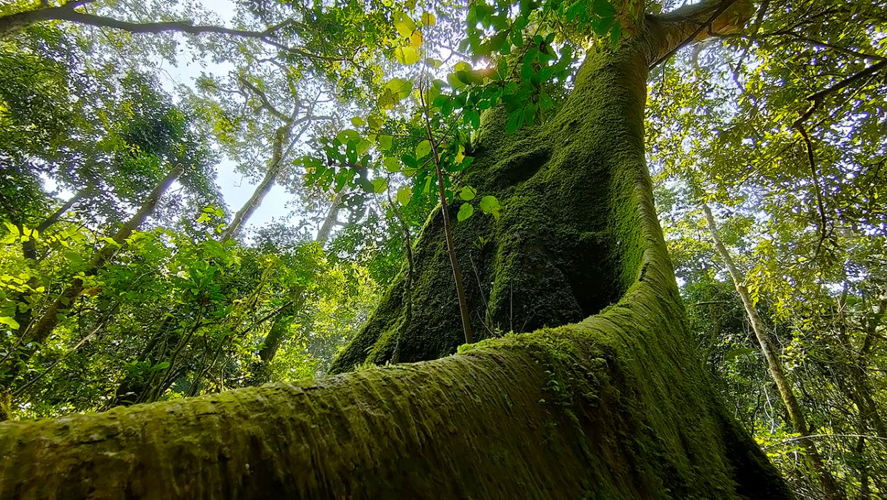 Los usan como tambores para comunicarse