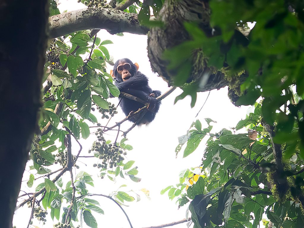 Nos mira desde arriba