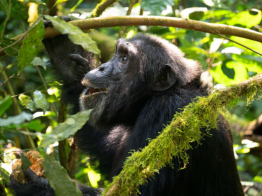 Impresionante en la distancia corta