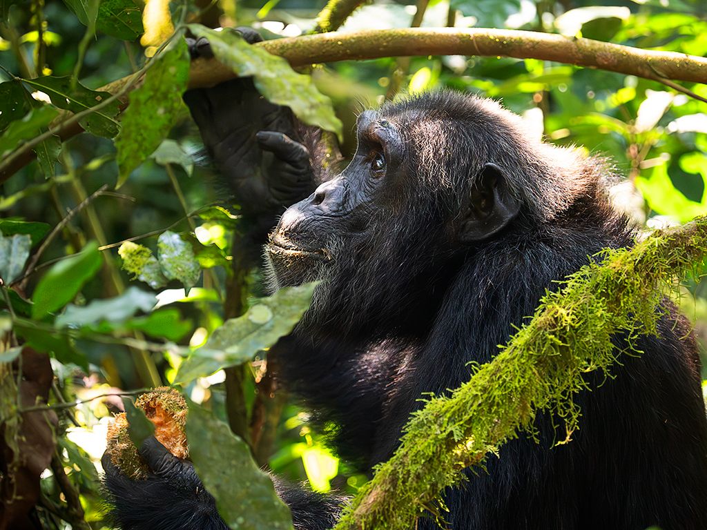 Impresionante en la distancia corta