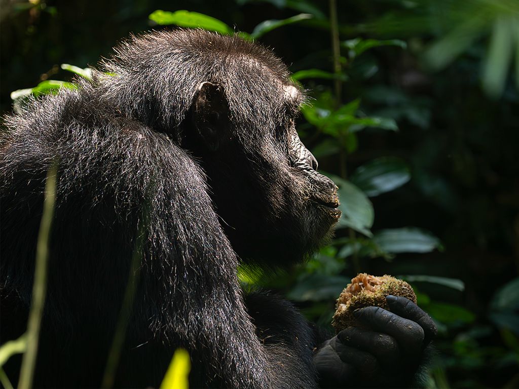 Comiendo los frutos del suelo