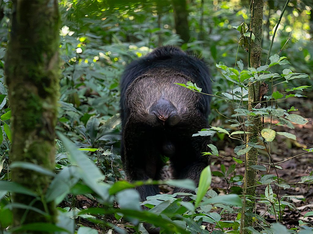Van avanzando, nosotros les seguimos