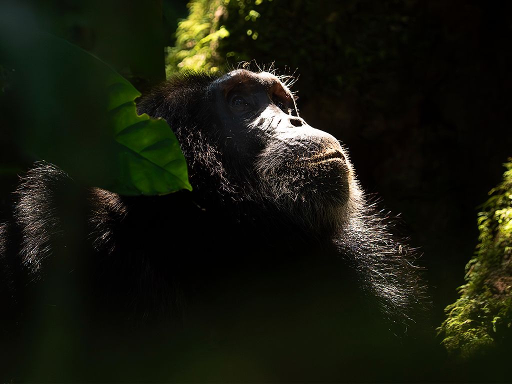 Me gustan los claroscuros del bosque