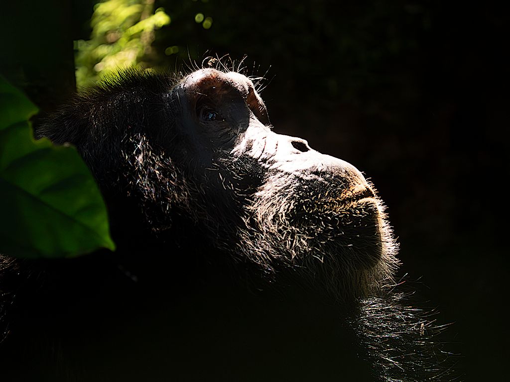 Me gustan los claroscuros del bosque