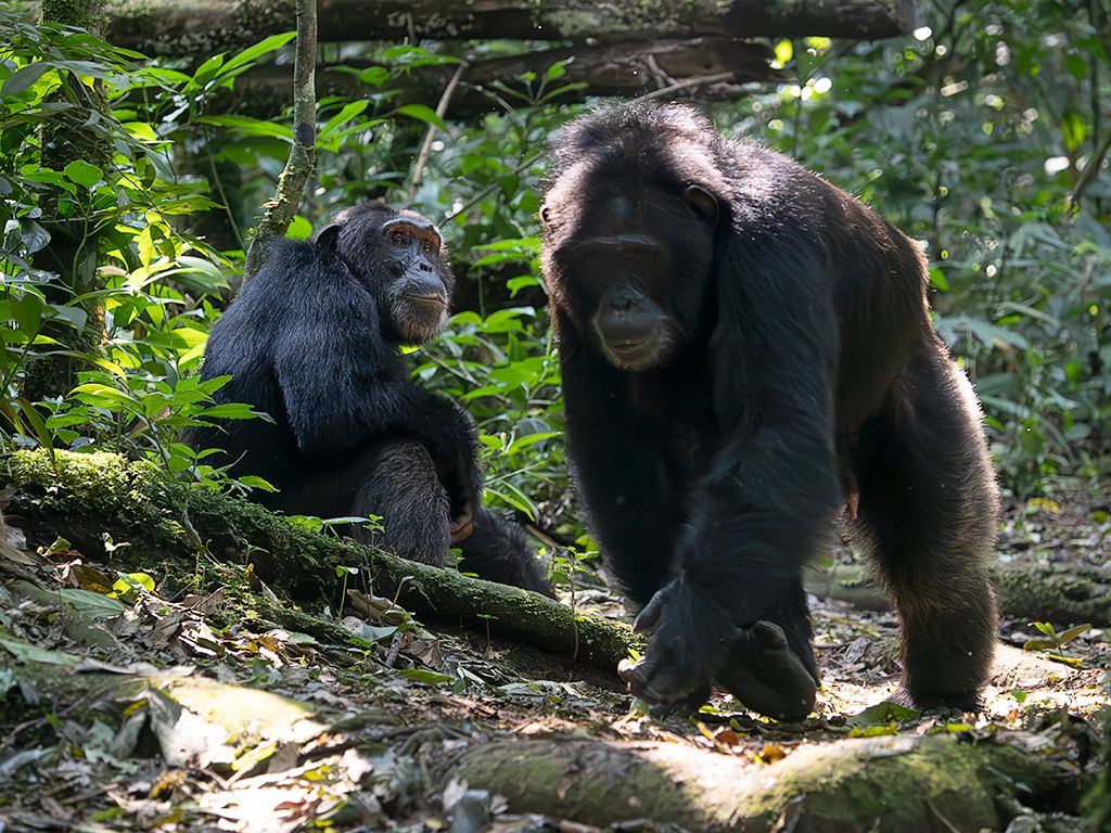 Un macho se pone en marcha