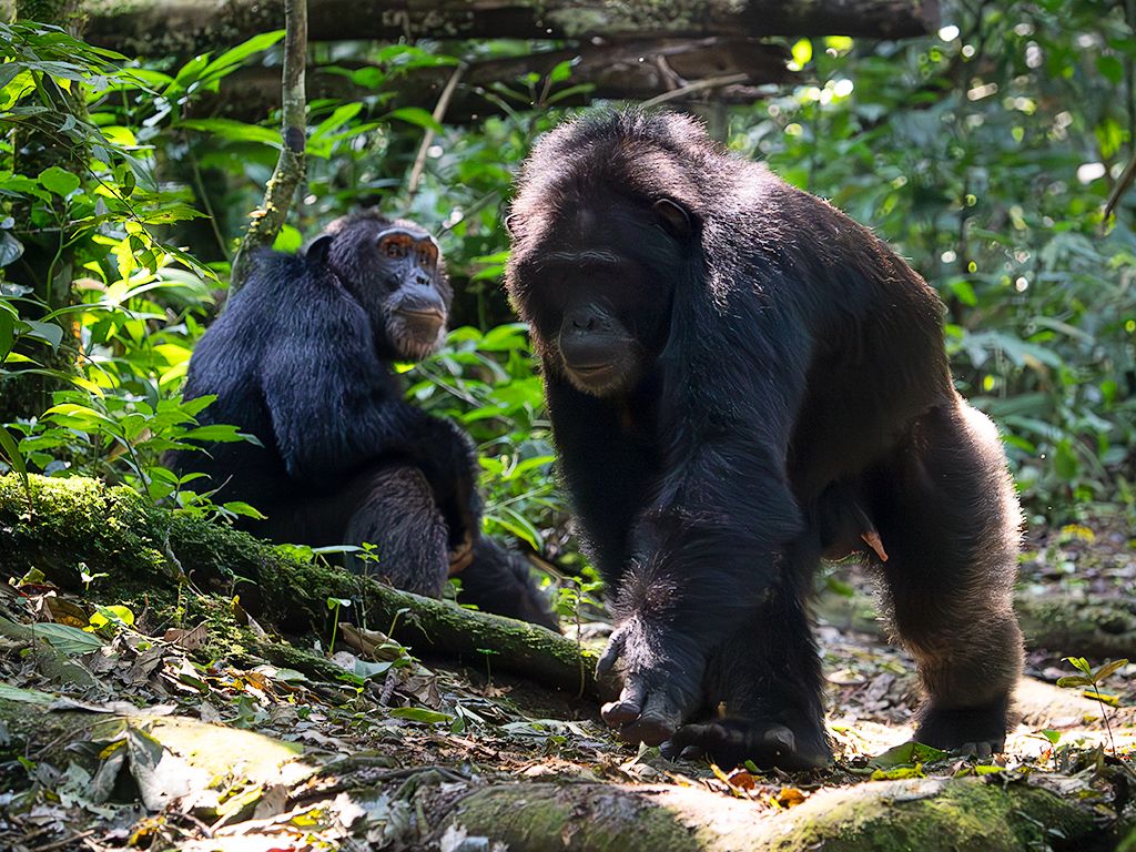 Camina hacia nosotros