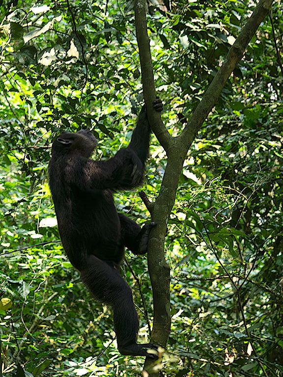 Y vuelven a los árboles