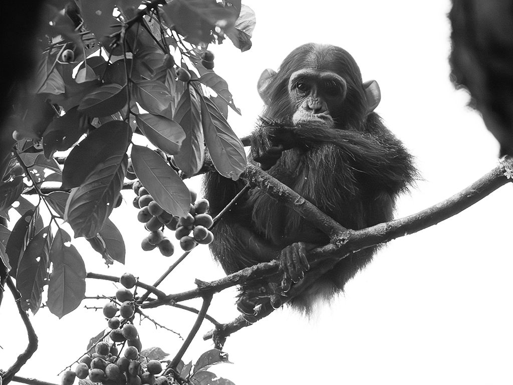 Nos mira curioso desde la copa del árbol