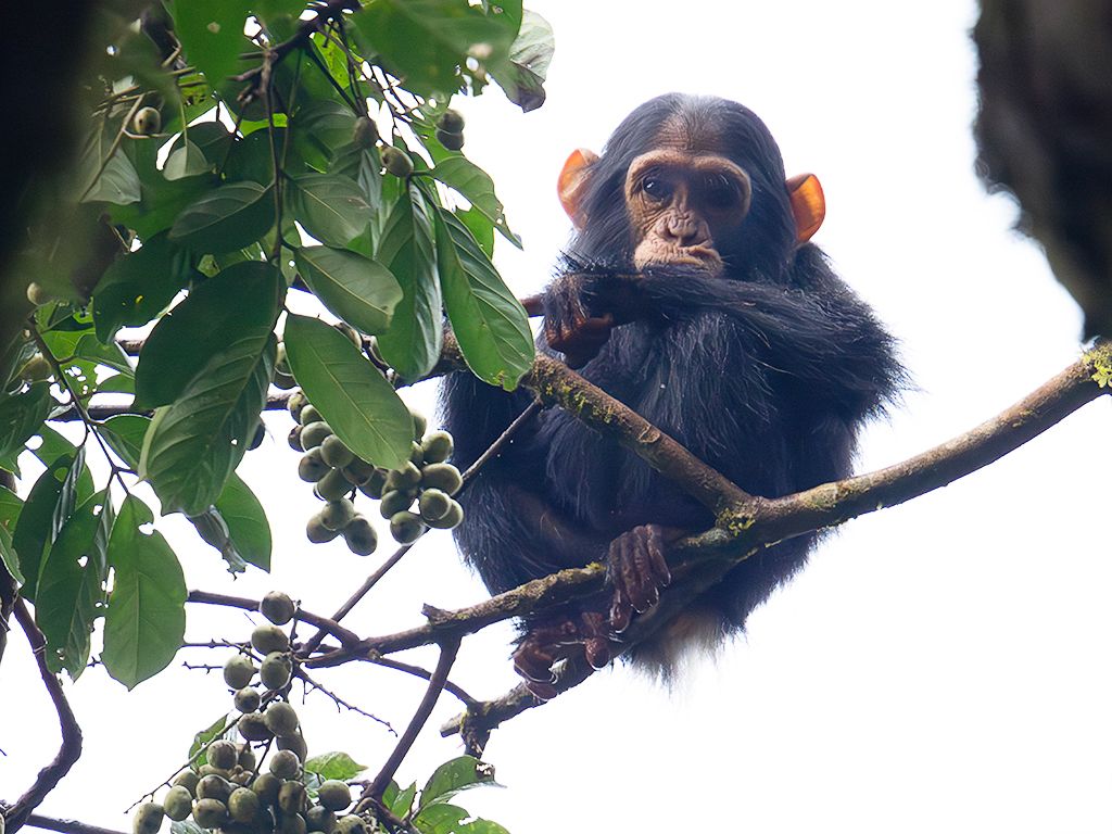 Nos mira curioso desde la copa del árbol
