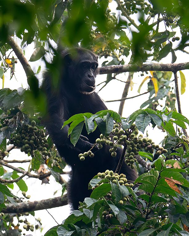 Se alimenta de los frutos