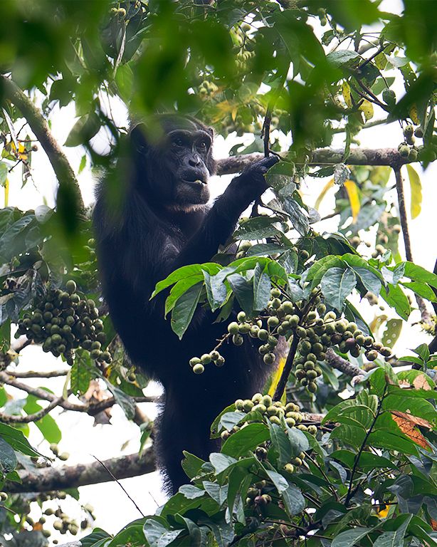 Se alimenta de los frutos