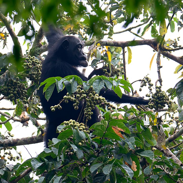 Se alimenta de los frutos