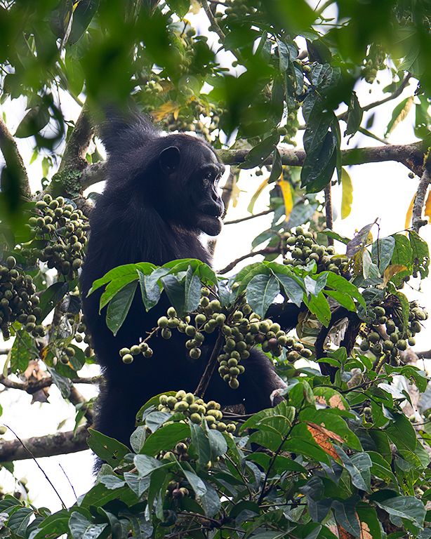 Se alimenta de los frutos