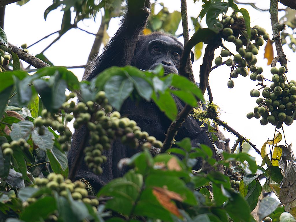 Complicado enfocarlo entre tanta hojarasca