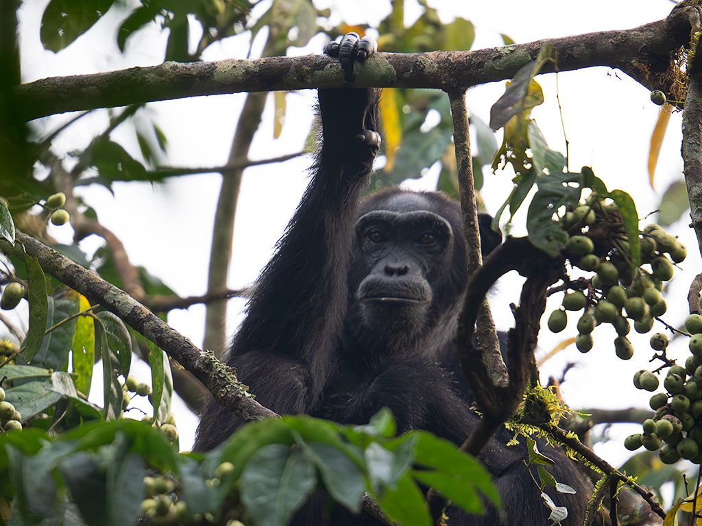 Pero encuentro su mirada