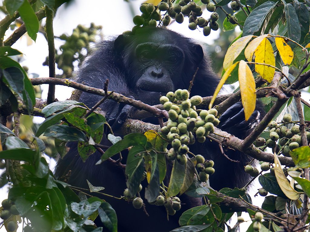 Pero encuentro su mirada