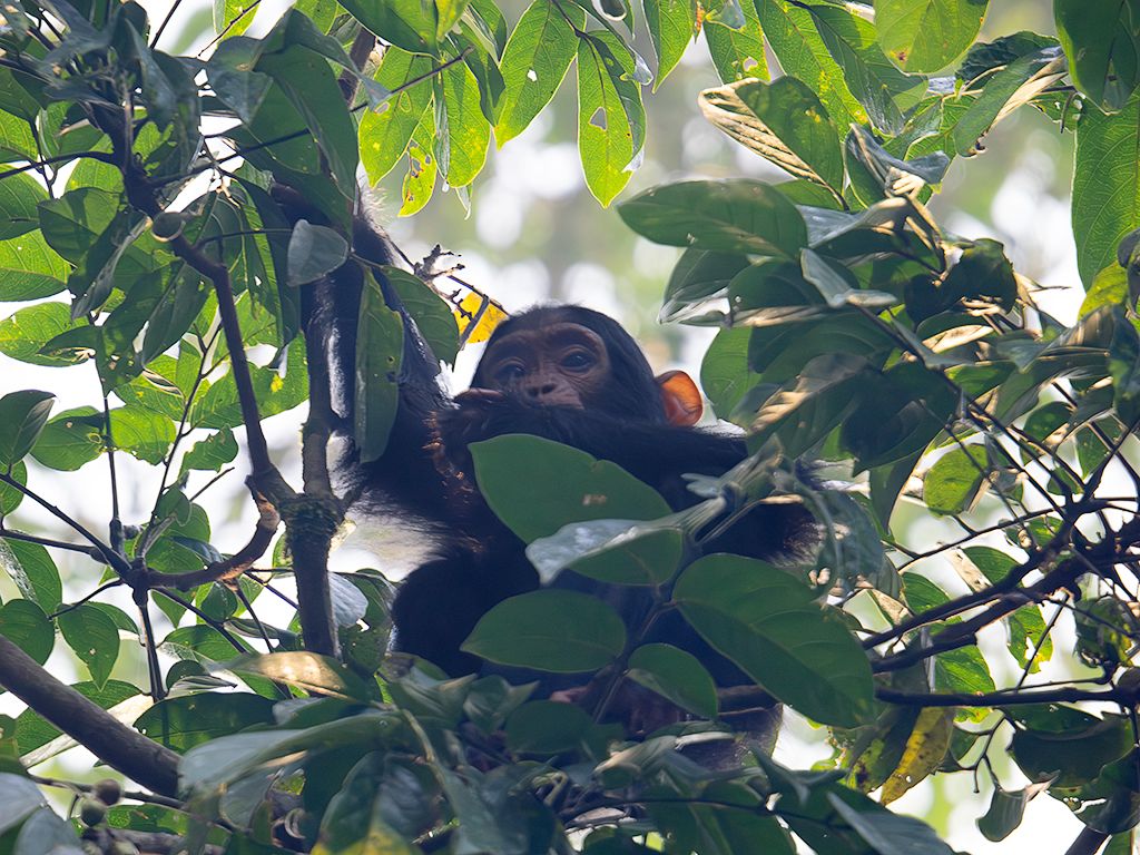 El pequeño no nos quita ojo