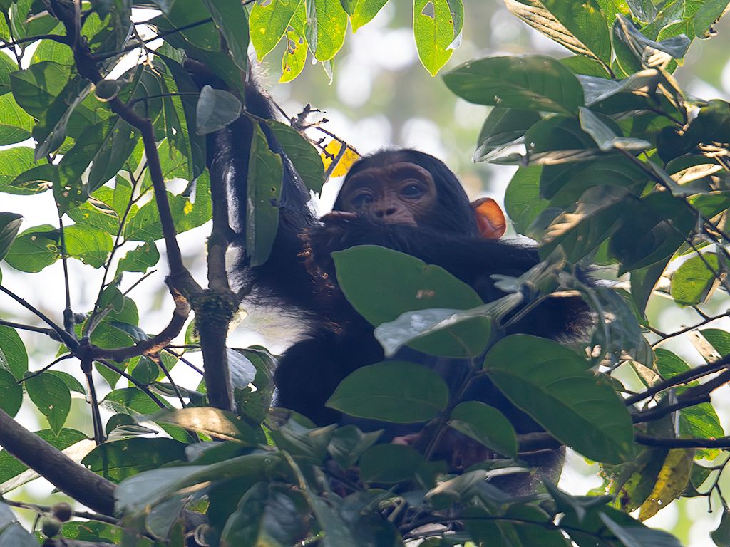 El pequeño no nos quita ojo