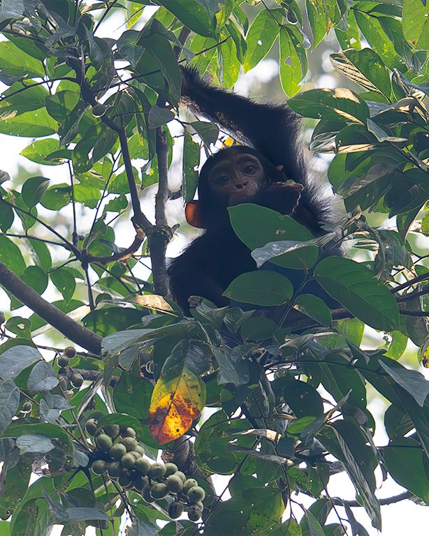 El pequeño no nos quita ojo