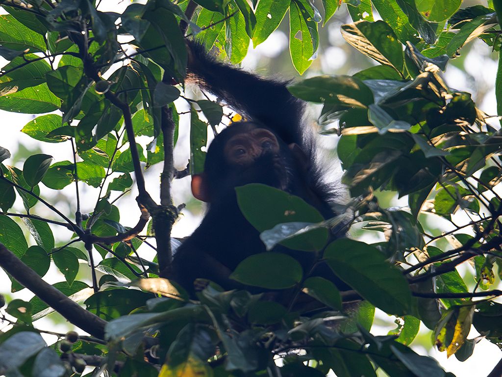 El pequeño no nos quita ojo