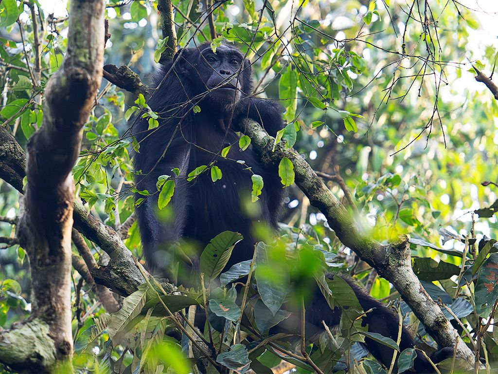 Ni se acercan otros individuos