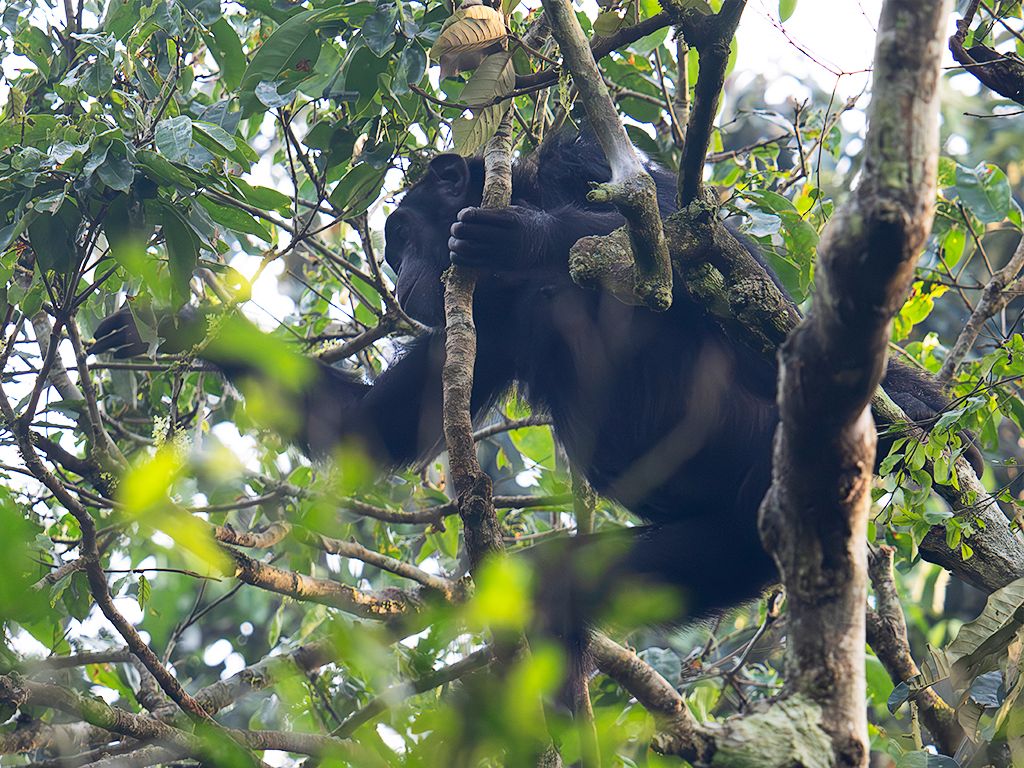 Sólo se alimentan arriba