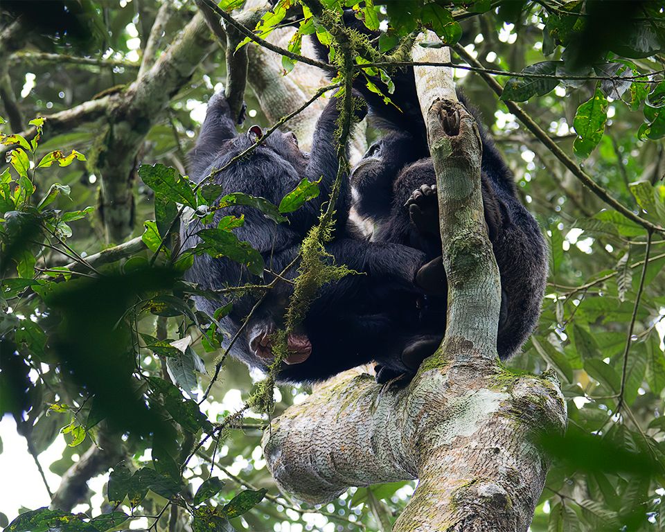 Son varios individuos