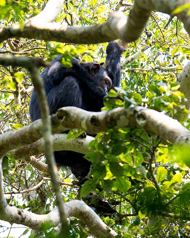 Últimas fotos tirando de tele
