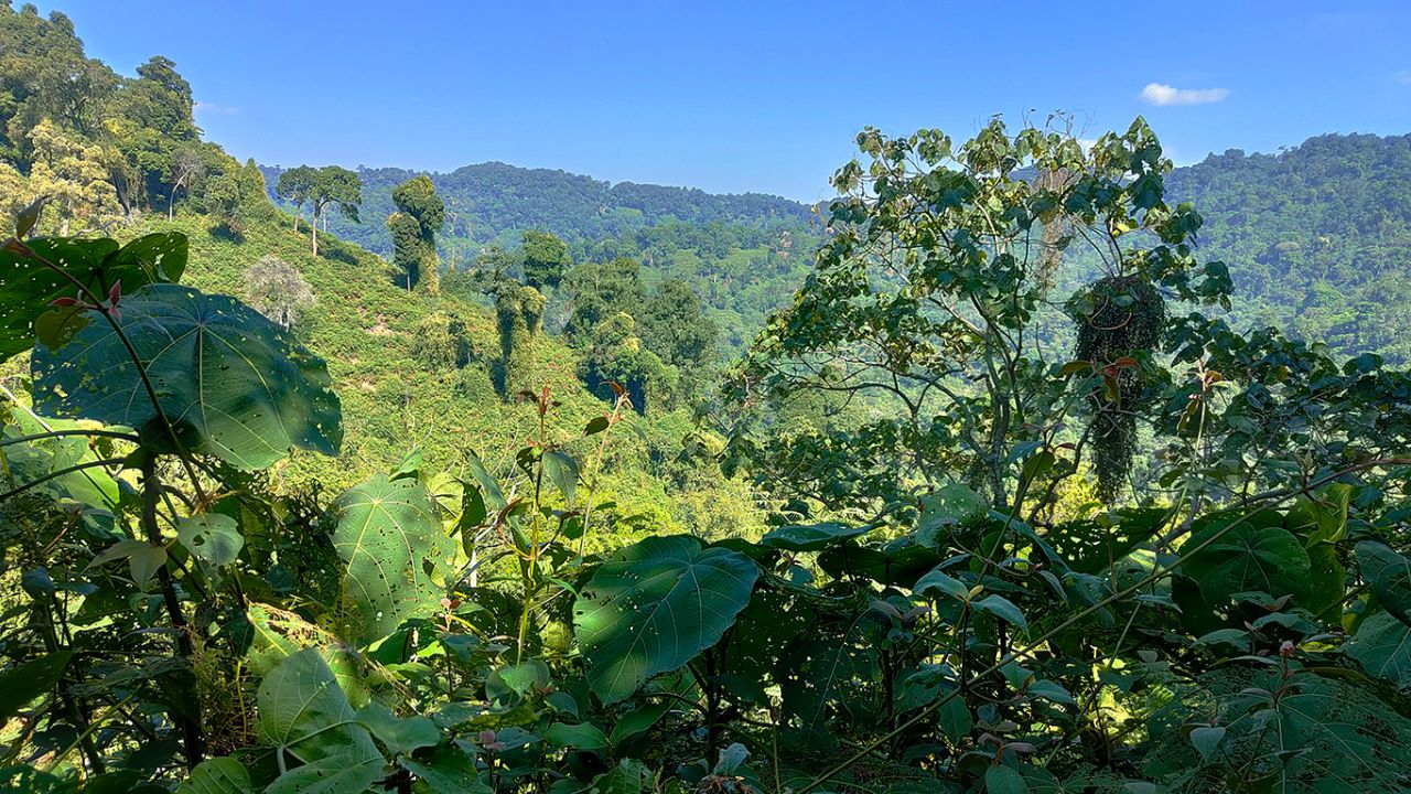 La llaman la selva impenetrable y con razón