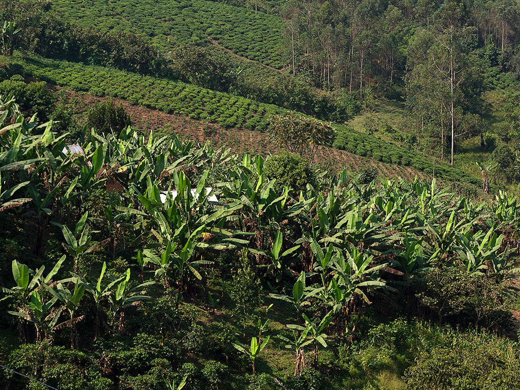 Y cultivos de té y bananas