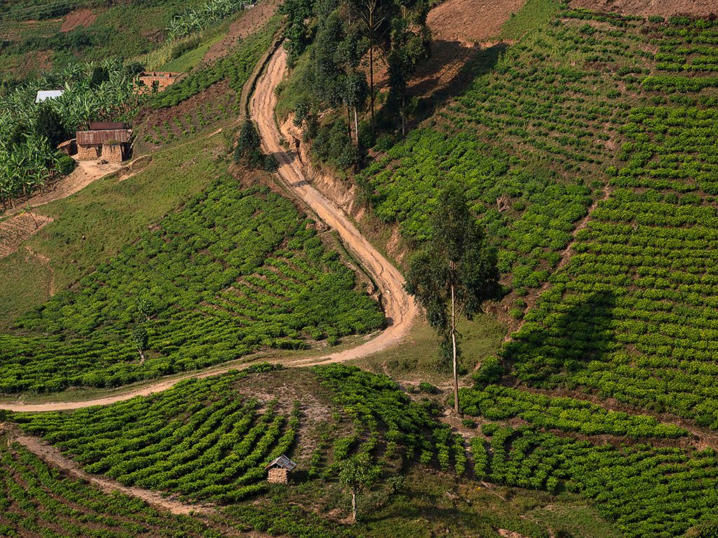 Parece heroico cultivar con estas pendientes